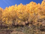 ColoradoAspens2014